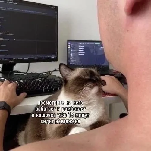 Кот с хозяином