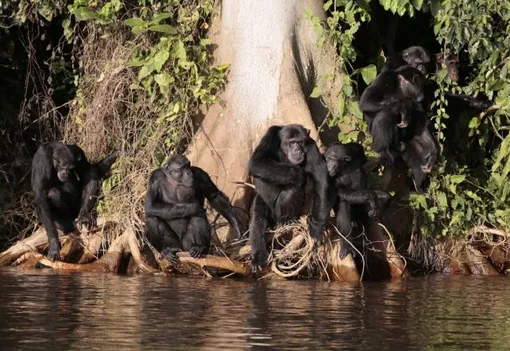Шимпанзе с острова Нгамба