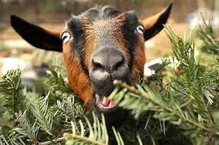 Может ли коза съесть новогоднюю елку: необычный способ утилизации нашли в Британии