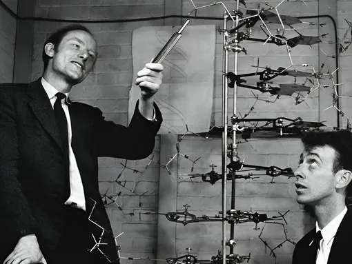 Джеймс Уотсон и Фрэнсис Крик Джеймс Уотсон и Фрэнсис Крик