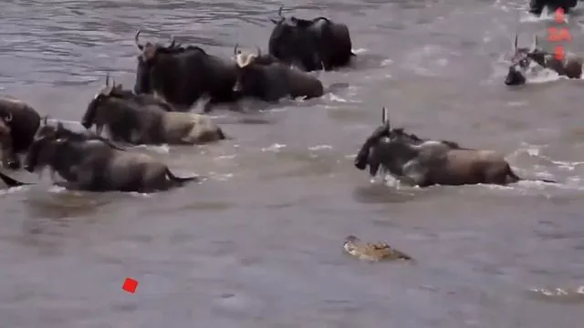 Нажми и смотри