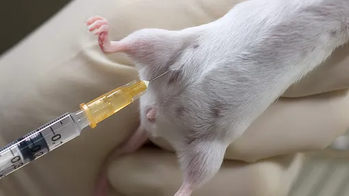 инъекция для мыши