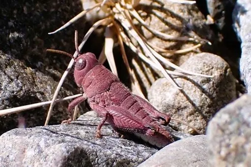 Экзотический сюрприз природы: найден розовый кузнечик