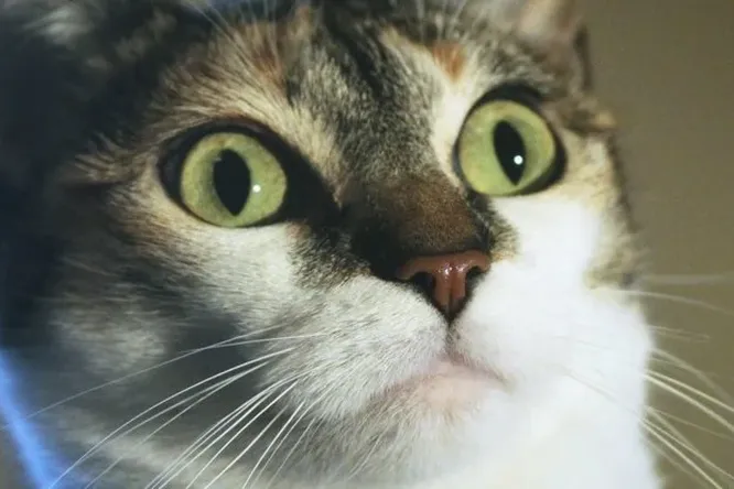 У кошачьей мяты обнаружено «секретное» свойство: вот зачем кошки теребят и грызут листья