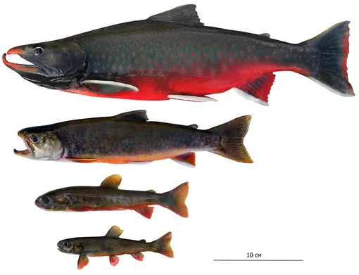 Гольцы Гольцы