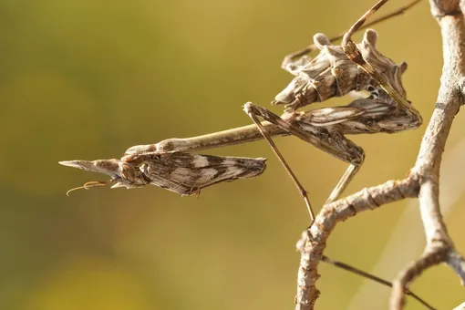 Как хищники и среда заставили одних животных прятаться, а других — ярко предупреждать об опасности Как хищники и среда заставили одних животных прятаться, а других — ярко предупреждать об опасности