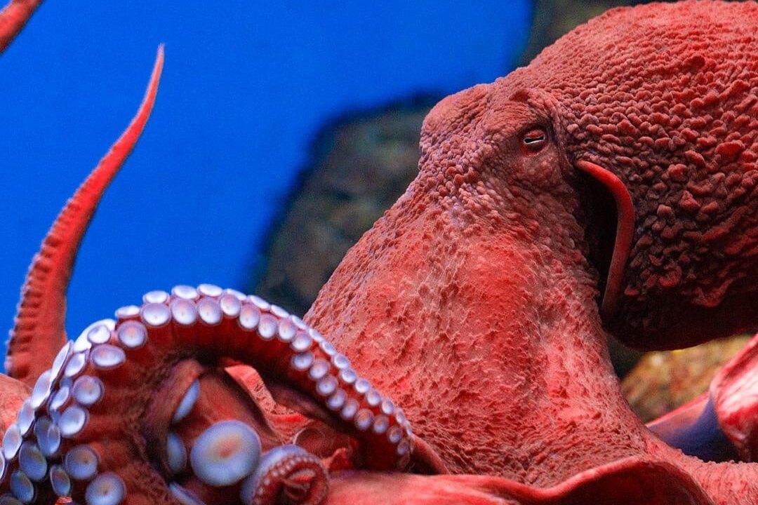 Подводные супергерои: самые удивительные способности морских обитателей