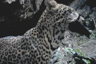 Хищники, поедающие летучих мышей, становятся переносчиками смертельного вируса