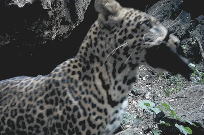 Хищники, поедающие летучих мышей, становятся переносчиками смертельного вируса