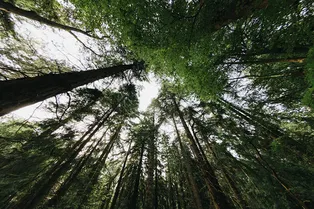 Сенсация про «общение» деревьев перед затмением оказалась под вопросом Сенсация про «общение» деревьев перед затмением оказалась под вопросом