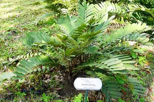 До появления цветов растения привлекали насекомых теплом