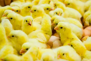 Миллионы цыплят мужского пола можно спасти от мясорубки: их пол определят по запаху Миллионы цыплят мужского пола можно спасти от мясорубки: их пол определят по запаху