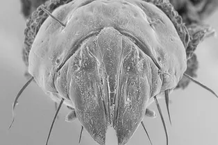 У личинок «мух-убийц» из Австралии челюсти как швейцарский нож У личинок «мух-убийц» из Австралии челюсти как швейцарский нож