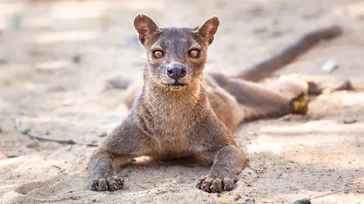 фосса как выглядит фосса фото фоссы хищник мадагаскар