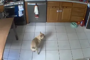 Собаку оставили одну дома и она устроила пожар: видео Собаку оставили одну дома и она устроила пожар: видео