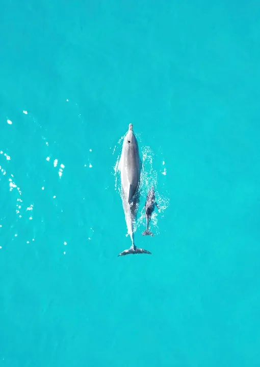 дельфины дельфины