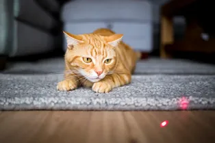 Безопасно ли играть с кошкой лазерной указкой Безопасно ли играть с кошкой лазерной указкой