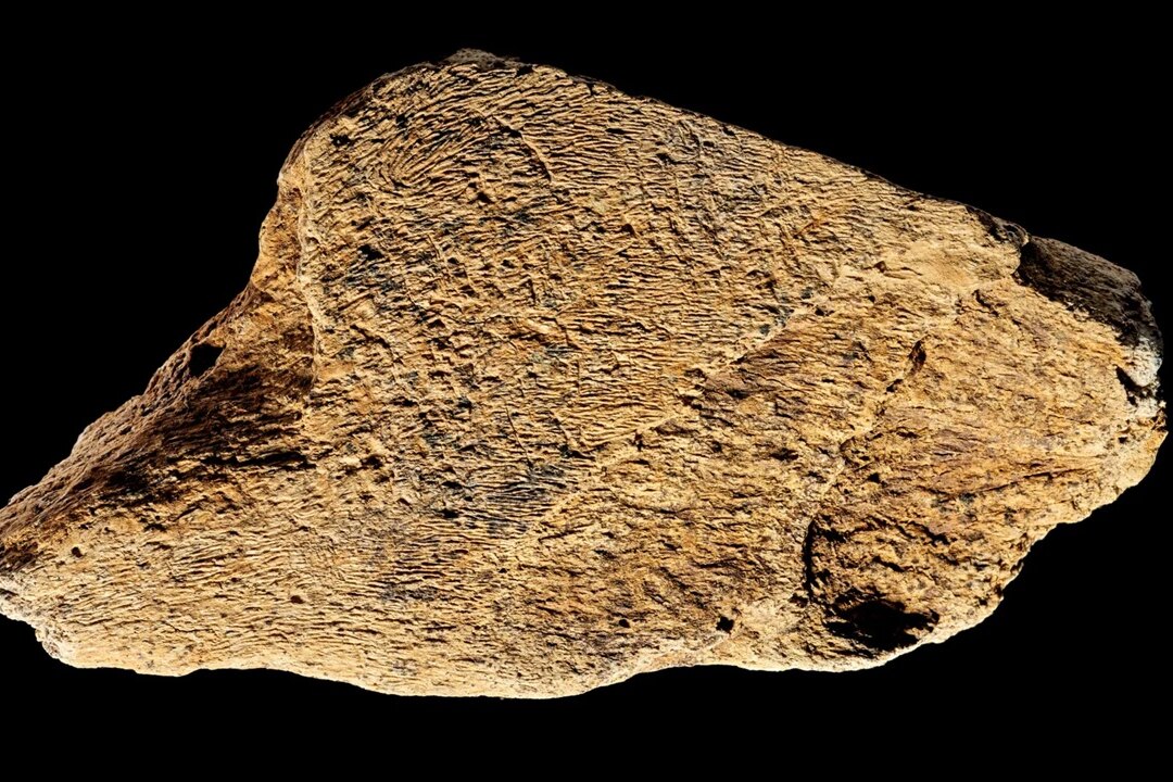 Молоточек из слоновой кости возрастом 500 000 лет показал, что древние люди были настоящими мастерами