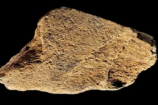 Молоточек из слоновой кости возрастом 500 000 лет показал, что древние люди были настоящими мастерами