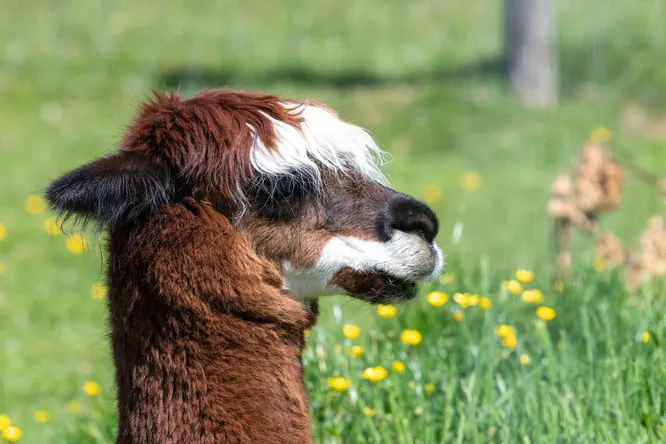 Это лама? Или альпака? Это лама? Или альпака?