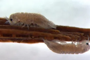 Изоподы могут стать живой «фермой», производящей биотопливо Изоподы могут стать живой «фермой», производящей биотопливо