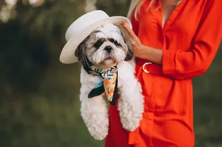 Ветеринары предупреждают, что гуманизация животных может причинить им больше страданий Ветеринары предупреждают, что гуманизация животных может причинить им больше страданий