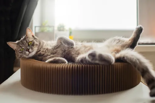 кошка на лежанке кошка на лежанке
