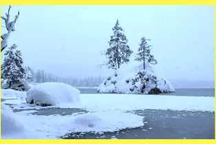 Все видят деревья на этой фотографии, но лишь единицы способны разглядеть белого медведя: получится ли у вас?