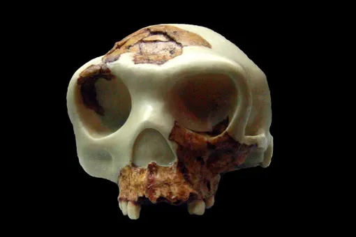 Реконструкция черепа Homo antecessor