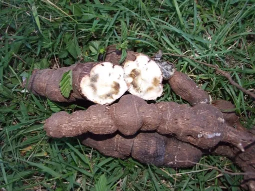 Сужения клубней и темно-коричневые некротические участки на маниоке, зараженной CBSD. Сужения клубней и темно-коричневые некротические участки на маниоке, зараженной CBSD.