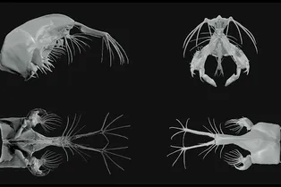 Мгновенная атака: посмотрите, как «стеклянные черви» нападают на водяных блох