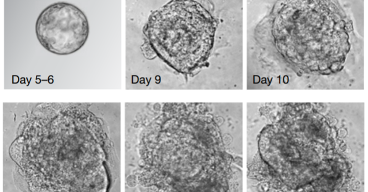 Ученые 13 дней выращивали в пробирке человеческий эмбрион