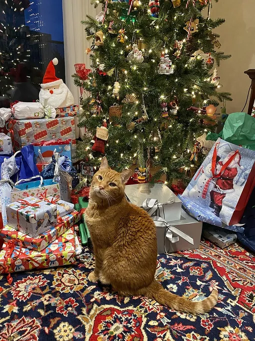 кошка на ковре рядом с рождественской елкой