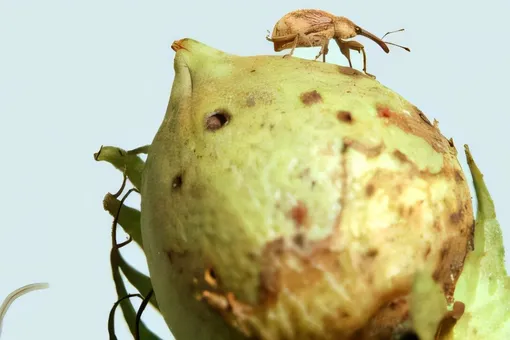 Ученые научили растения самостоятельно отпугивать вредителей Ученые научили растения самостоятельно отпугивать вредителей