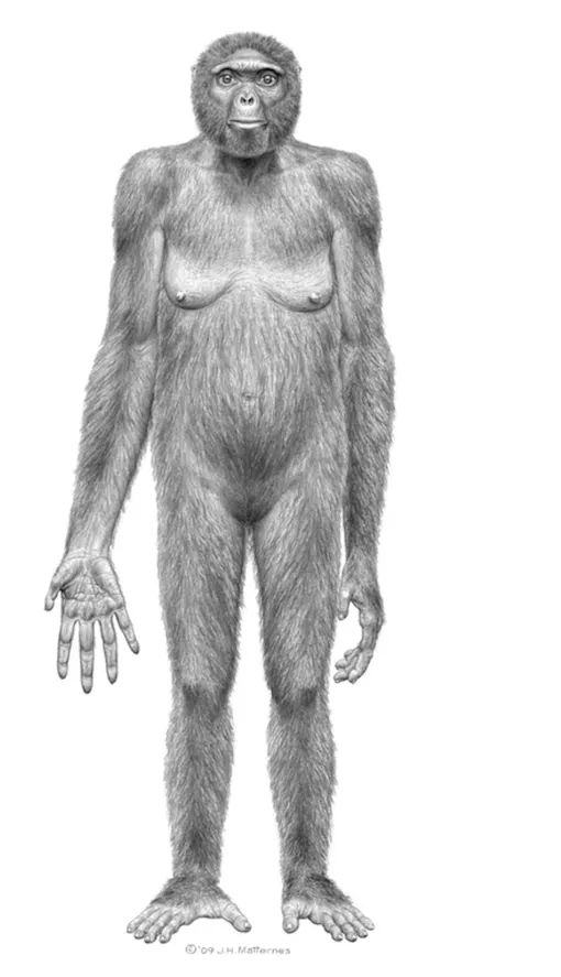 Реконструкция Ardipithecus ramidus. Вероятно, первый прямоходящий вид Реконструкция Ardipithecus ramidus. Вероятно, первый прямоходящий вид