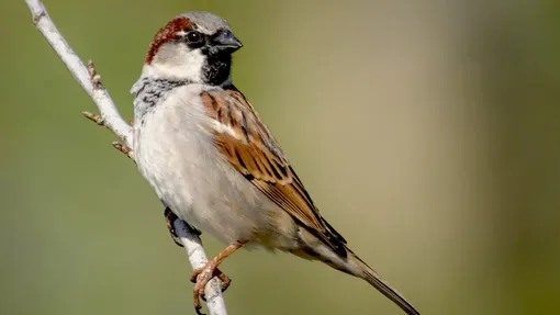 common sparrow common sparrow