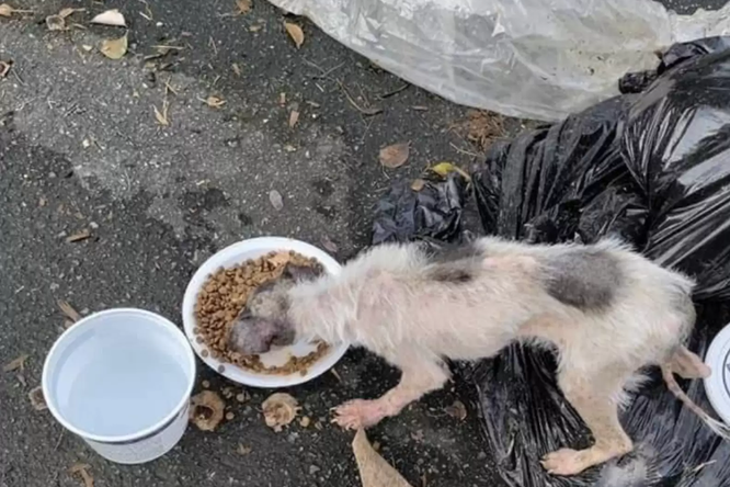 Этот щенок год спал в мусорных пакетах. Его внешность полностью преобразилась после спасения