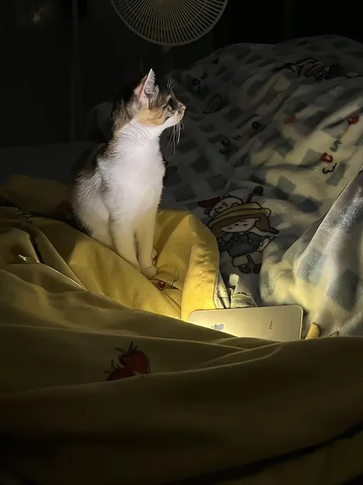 кот ночью кот ночью