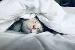 Могут ли кошки улыбаться