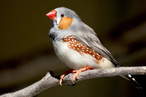 Тайна рассветных концертов: как свет и гормоны влияют на пение птиц