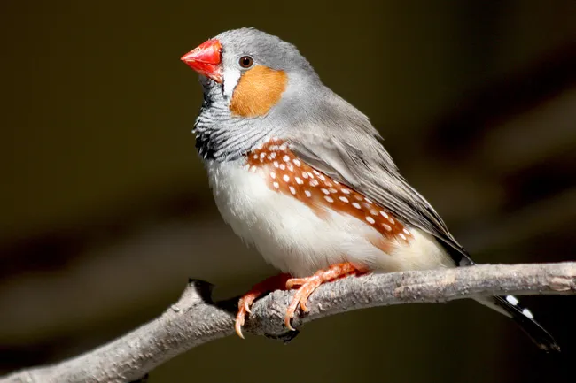 Тайна рассветных концертов: как свет и гормоны влияют на пение птиц