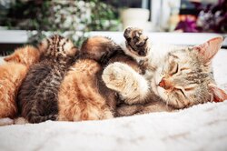 Кошка принесла своей хозяйке котят в ночи. Кажется, девушка не оценила такой жест