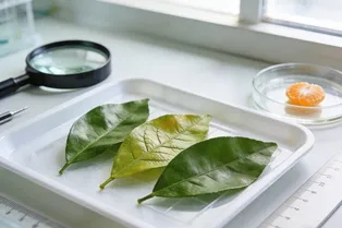 Химики предложили новый способ извлечения биологически активных веществ из листьев мандарина