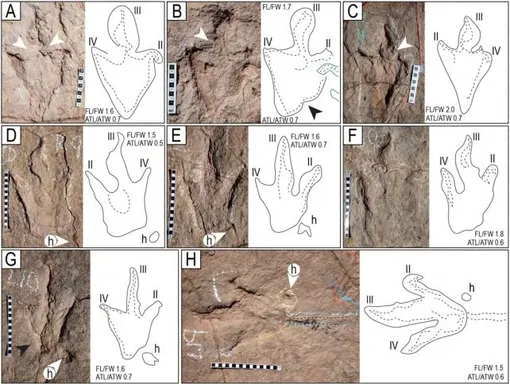 Следы динозавров