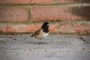 Как пандемия изменила птиц: у городских юнко выросли и снова уменьшились клювы