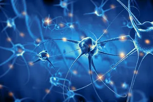 Правда ли, что у человека 100 000 000 000 клеток мозга