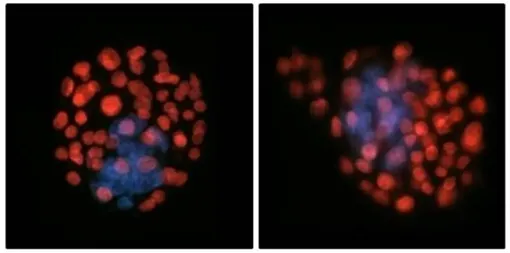 Воздействие микрогравитации (слева) привело к увеличению числа фетальных клеток в выживших эмбрионах, вероятно, в качестве компенсаторной реакции