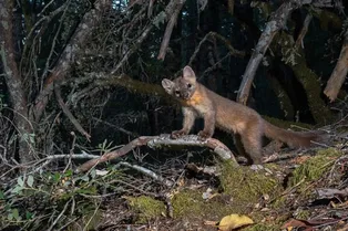 В США использовали 135 камер, чтобы поймать на фото вымирающий вид куниц