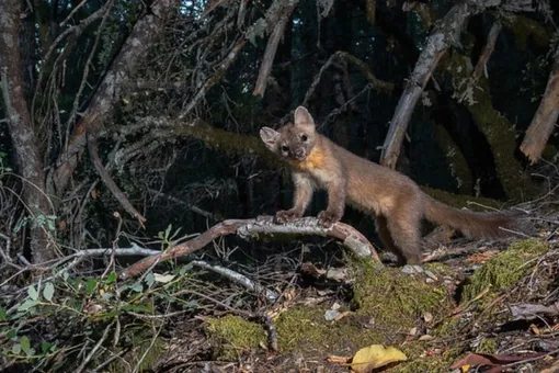 В США использовали 135 камер, чтобы поймать на фото вымирающий вид куниц В США использовали 135 камер, чтобы поймать на фото вымирающий вид куниц