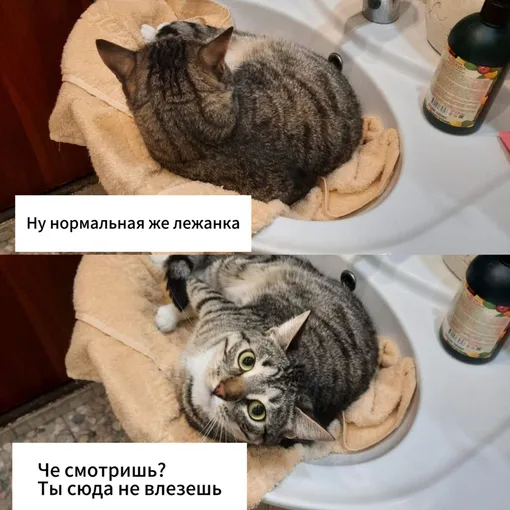 Кот в раковине